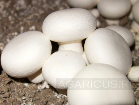 Button mushrooms ready for picking up.