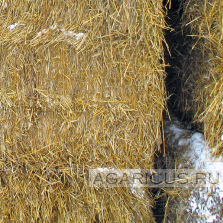 Wheat straw is pressed into large pellets