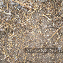 Chicken manure on chopped straw, on floor growing hens , good quality