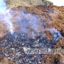 Spontaneous combustion of chicken manure on straw