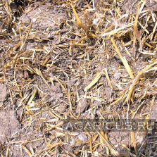 Chicken manure on chopped straw, on floor growing hens , good quality