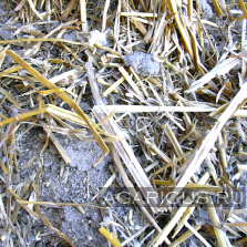 Chicken manure of chickens grown on whole rice straw